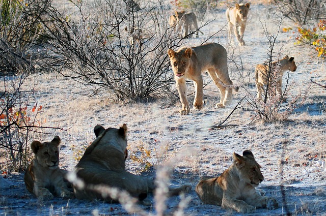 Etosha National Park